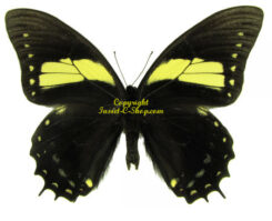 Papilio aristeus bitias