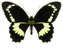 Papilio bridgei hecataeus