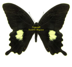 Papilio fuscus fuscus