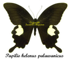 Papilio helenus palawanicus