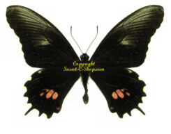 Papilio isodorus rhodostictus
