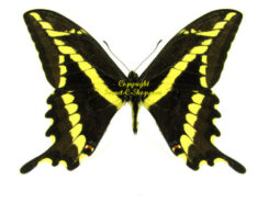 Papilio ( Heraclides ) paeon paeon