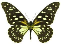 Papilio rex rex