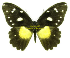 Papilio sjoestedti ssp. atavus