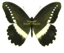 Papilio sjoestedti ssp. atavus