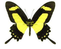 Papilio ( Heraclides ) torquatus torquatus