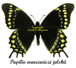 Papilio ( Pyrrhosticta ) warscewiczi jelskii RARE PAIRE
