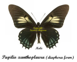 Papilio xanthopleura ( diaphora form )