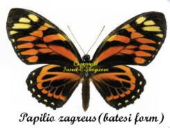 Papilio zagreus ( batesi form )
