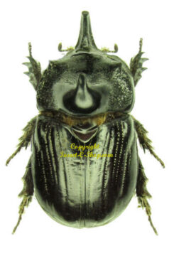 Papuana woodlarkiana woodlarkiana