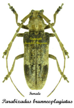 Parabixadus brunneoplagiatus