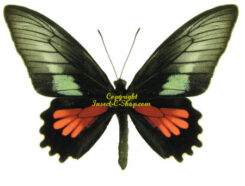 Parides neophilus