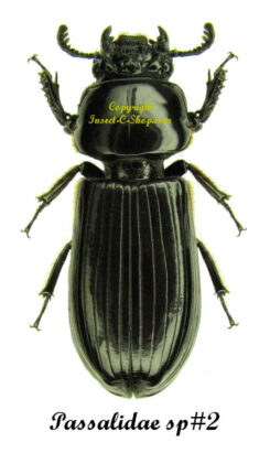 Passalidae sp#2