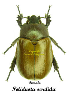 Pelidnota sordida