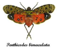 Penthicodes bimaculata ( étalé )