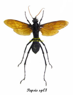 Pepsis sp01 ( spread )