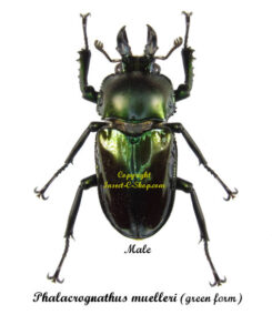 Phalacroganthus muelleri ( forme verte ) élevage