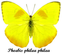 Phoebis philea philea
