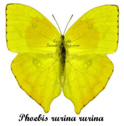 Phoebis rurina rurina