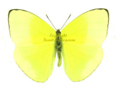 Phoebis statira