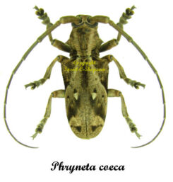 Phryneta coeca