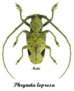 Phryneta leprosa