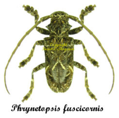 Phrynetopsis fuscicornis