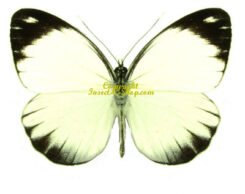 Pieriballia mandela apicalis