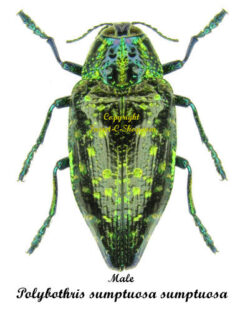Polybothris sumptuosa sumptuosa