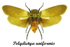 Polydictya uniformis ( étalé )