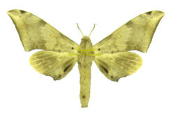 Polyptychus affinis