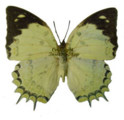 Polyura delphis nivea