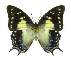 Polyura pyrrhus pyrrhus
