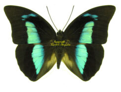 Prepona ( Archaeoprepona ) demophon demophon