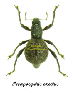 Proapocyrtus exectus