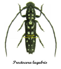 Proctocera lugubris