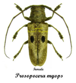 Prosopocera myops