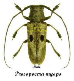 Prosopocera myops