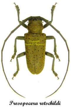 Prosopocera rotschildi
