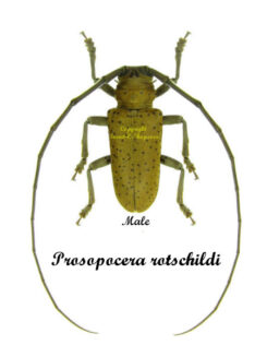 Prosopocera rotschildi