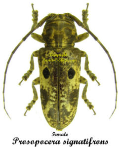 Prosopocera signatifrons