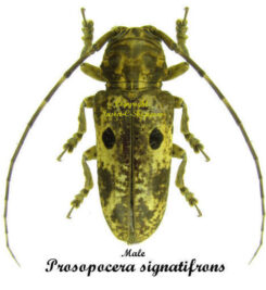 Prosopocera signatifrons