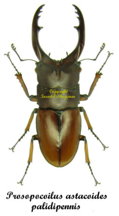 Prosopocoilus astacoides pallidipennis