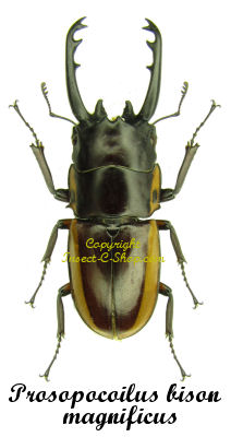 Prosopocoilus bison magnificus