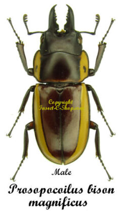 Prosopocoilus bison magnificus