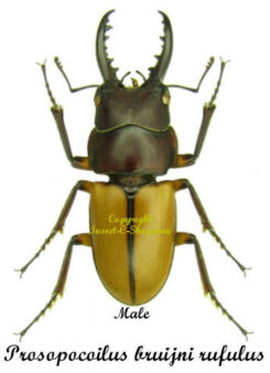 Prosopocoilus bruijni rufulus