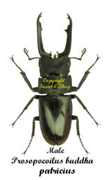 Prosopocoilus buddha patricius