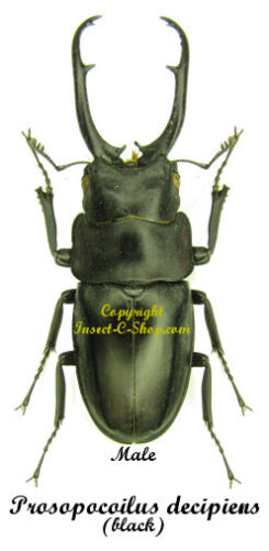 Prosopocoilus decipiens ( noir )