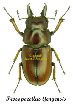 Prosopocoilus ijengensis