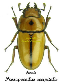 Prosopocoilus occipitalis occipitalis